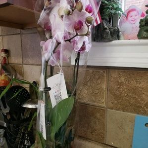 Meet your Posher, Patty